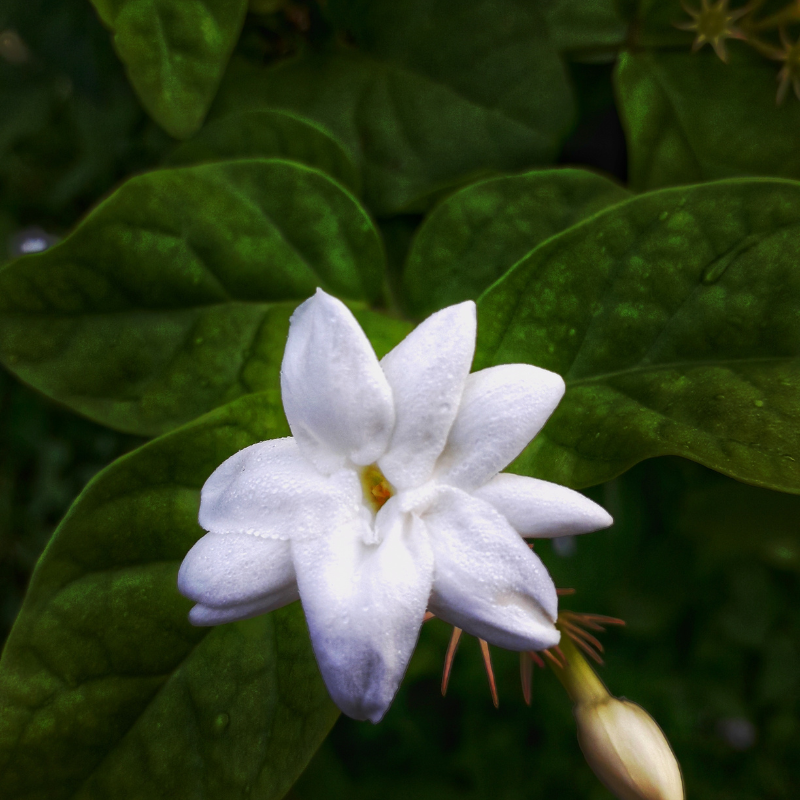 Jasmine