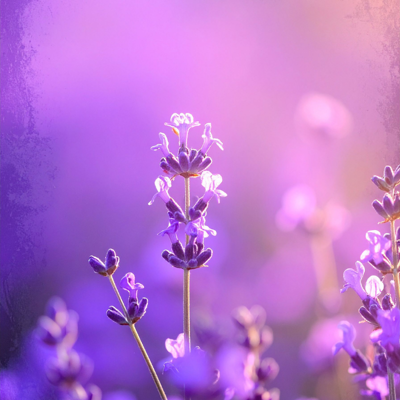 Lavender